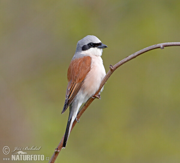 Red-backed Shrike (Lanius collurio)