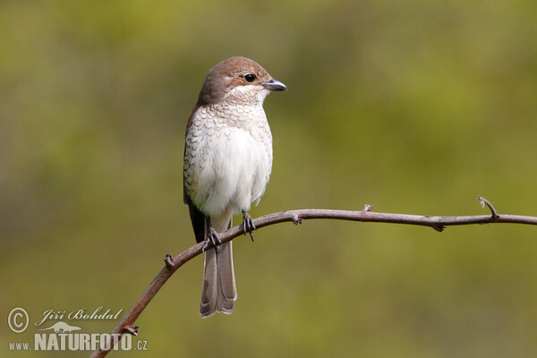 Red-backed Shrike (Lanius collurio)