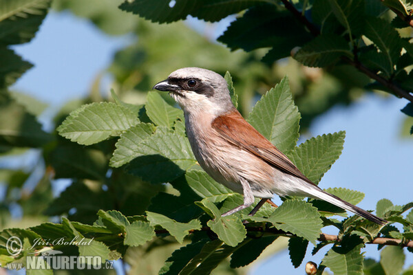 Red-backed Shrike (Lanius collurio)