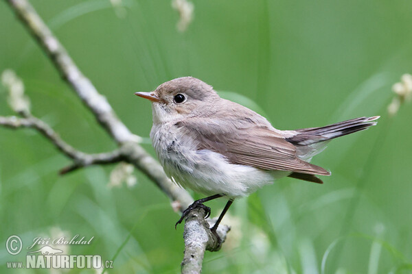 Red-breasted Flycatcher (Ficedula parva)