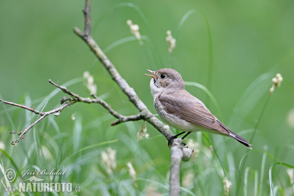 Red-breasted Flycatcher (Ficedula parva)