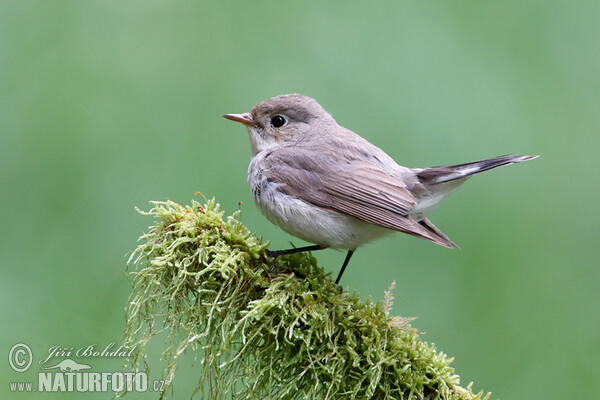 Red-breasted Flycatcher (Ficedula parva)