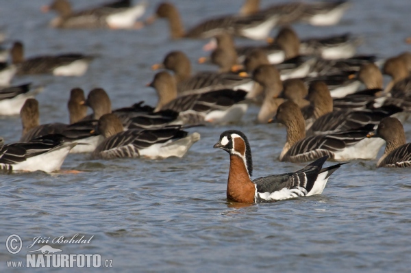 Red-breasted Goose (Branta ruficollis)