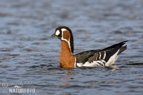 Red-breasted Goose (Branta ruficollis)