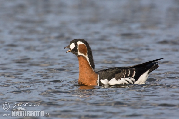 Red-breasted Goose (Branta ruficollis)