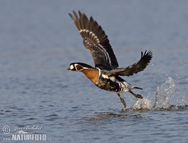 Red-breasted Goose (Branta ruficollis)