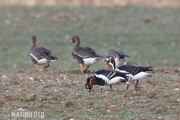 Red-breasted Goose (Branta ruficollis)