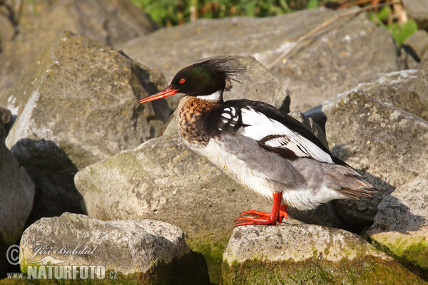 Red-breasted Merganser (Mergus serrator)