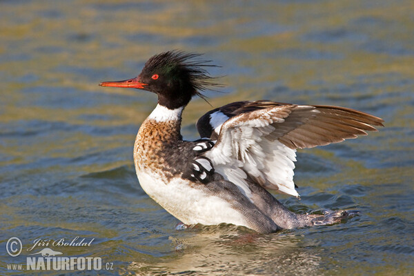 Red-breasted Merganser (Mergus serrator)