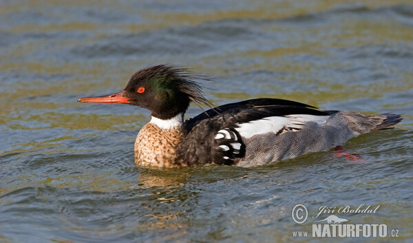 Red-breasted Merganser (Mergus serrator)