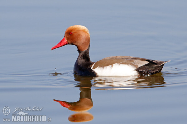 Red-crested Pochard (Netta rufina)