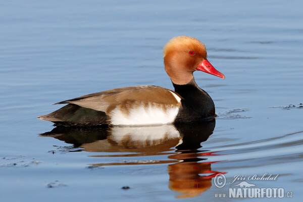 Red-crested Pochard (Netta rufina)