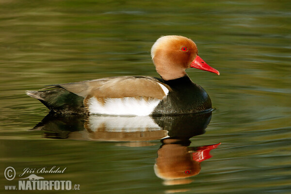 Red-crested Pochard (Netta rufina)