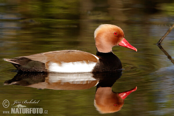 Red-crested Pochard (Netta rufina)