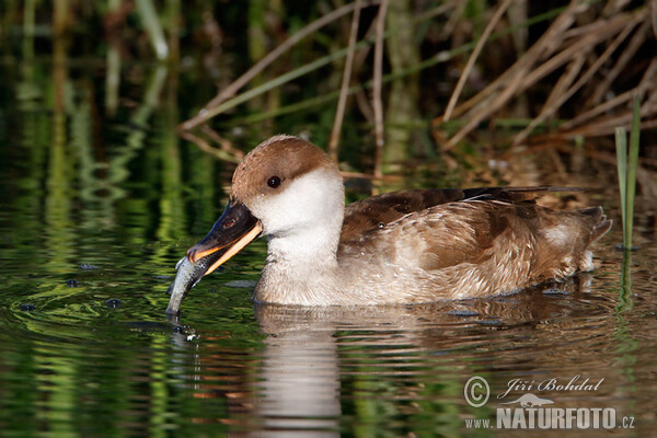 Red-crested Pochard (Netta rufina)