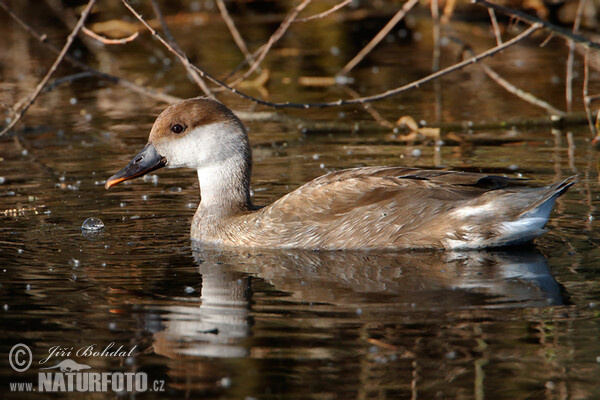 Red-crested Pochard (Netta rufina)