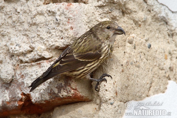 Red Crossbill (Loxia curvirostra)