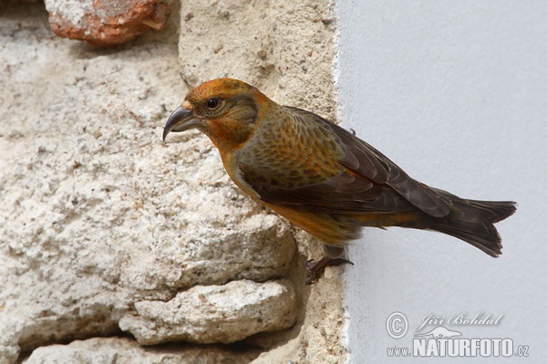 Red Crossbill (Loxia curvirostra)