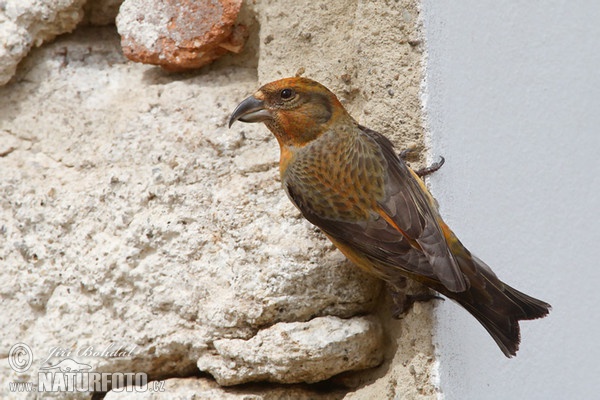 Red Crossbill (Loxia curvirostra)