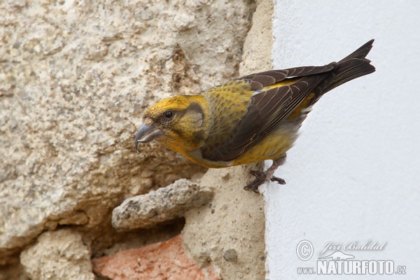 Red Crossbill (Loxia curvirostra)