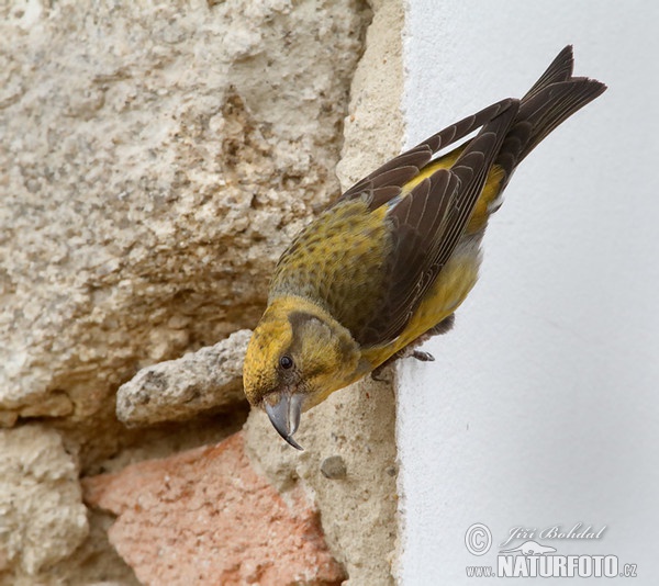 Red Crossbill (Loxia curvirostra)