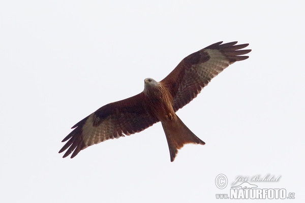 Red Kite (Milvus milvus)