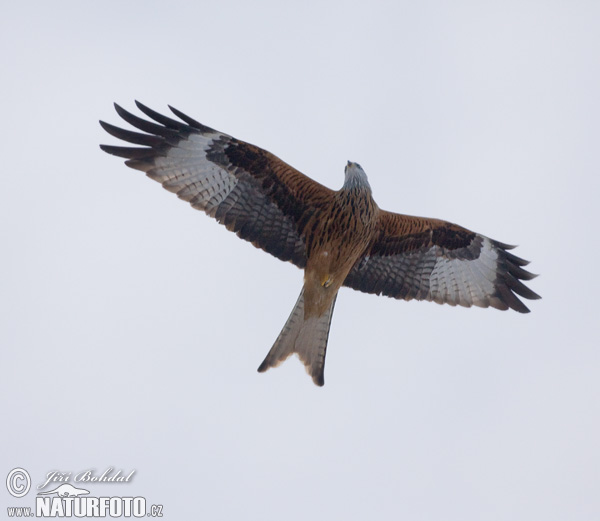 Red Kite Photos, Red Kite Images, Nature Wildlife Pictures | NaturePhoto