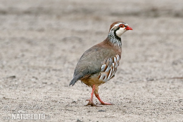 Red-legged Partridge (Alectoris rufa)