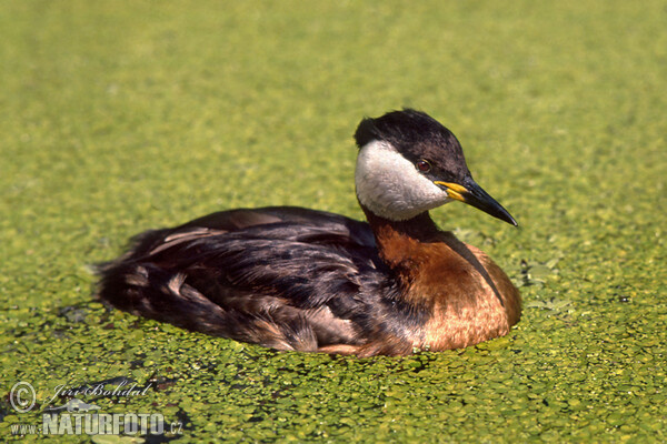 Red-necked Grebe (Podiceps grisegena)