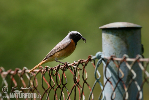 Red Start (Phoenicurus phoenicurus)