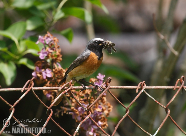 Red Start (Phoenicurus phoenicurus)