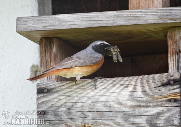 Red Start (Phoenicurus phoenicurus)