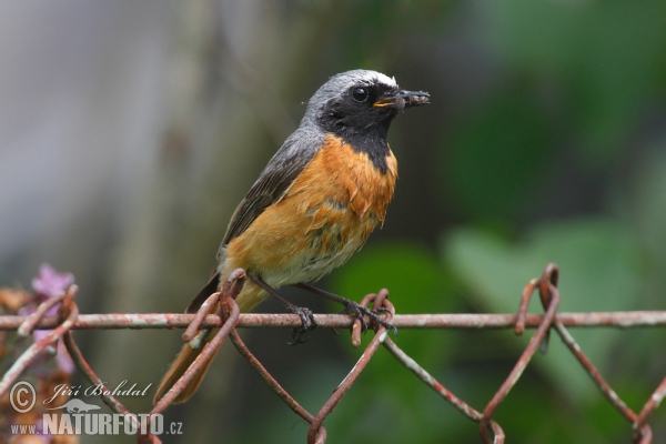 Red Start (Phoenicurus phoenicurus)