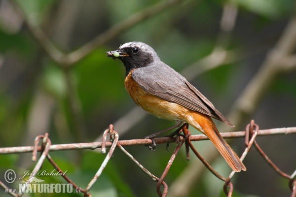 Red Start (Phoenicurus phoenicurus)