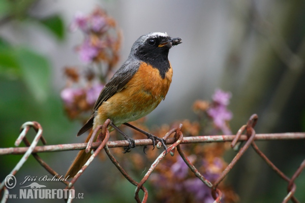 Red Start (Phoenicurus phoenicurus)