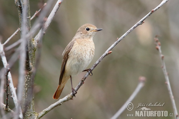 Red Start (Phoenicurus phoenicurus)