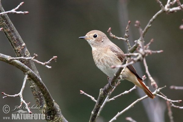 Red Start (Phoenicurus phoenicurus)