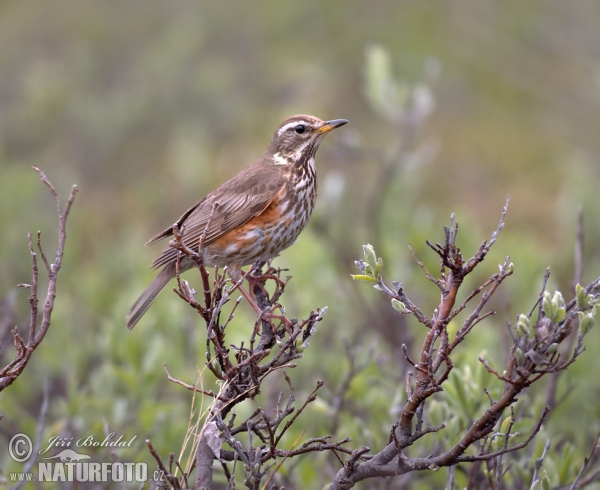 Red Wing (Turdus iliacus)