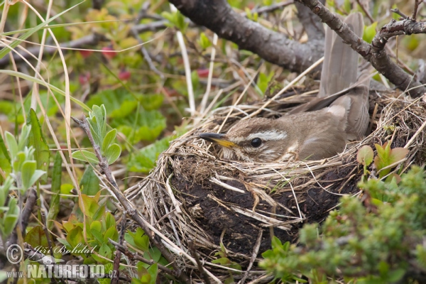 Red Wing (Turdus iliacus)