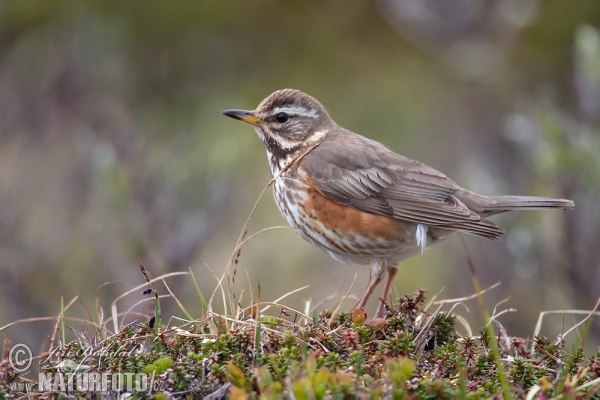 Red Wing (Turdus iliacus)