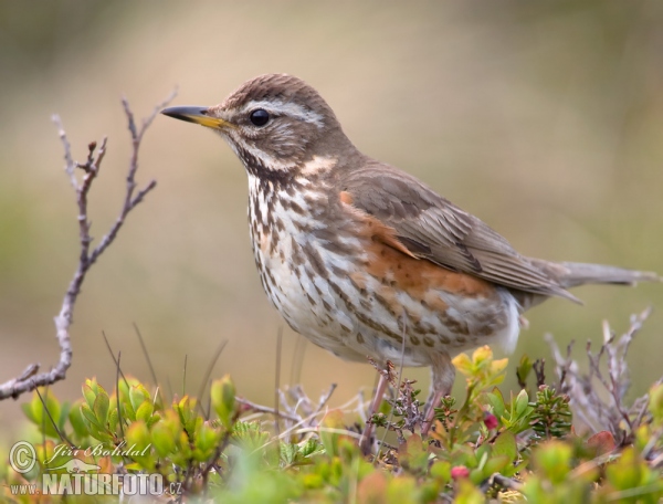 Red Wing (Turdus iliacus)