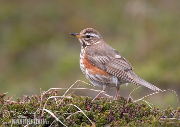 Red Wing (Turdus iliacus)