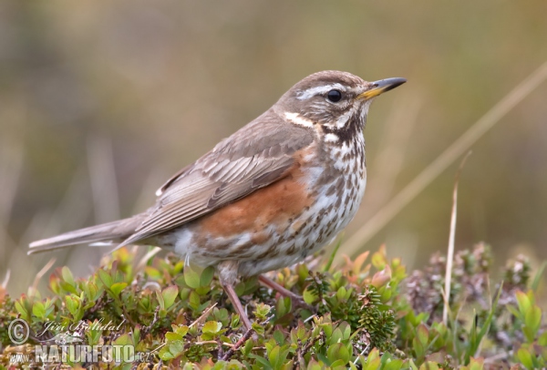 Red Wing (Turdus iliacus)