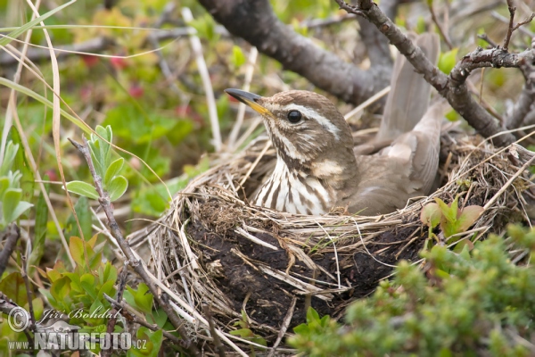 Red Wing (Turdus iliacus)