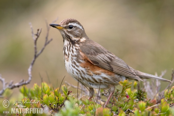 Red Wing (Turdus iliacus)