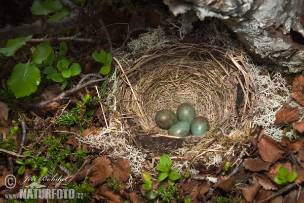 Red Wing (Turdus iliacus)