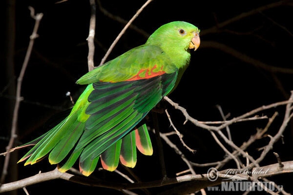 Red-winged Parrot (Aprosmictus erythropterus)