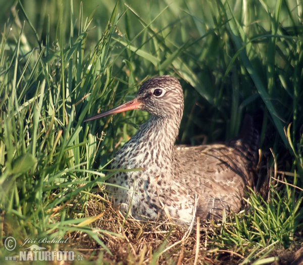 Redshank (Tringa totanus)