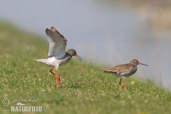 Redshank (Tringa totanus)