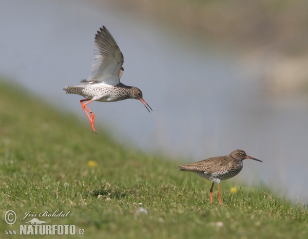 Redshank (Tringa totanus)